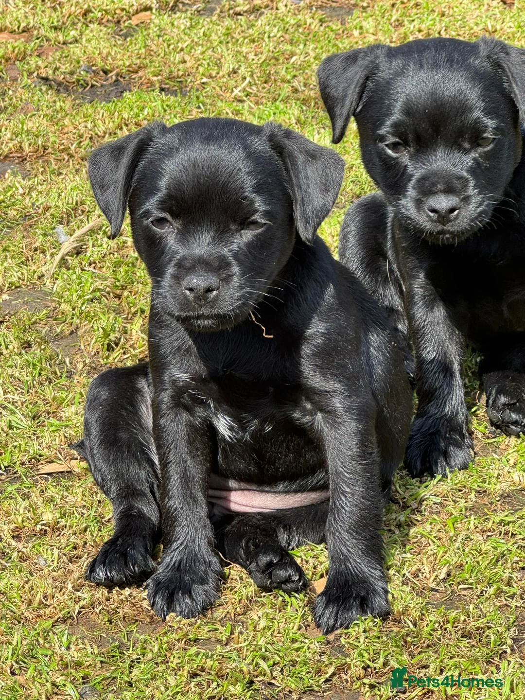 Mixed Breed dogs for sale: Border cross paterdale puppies. - Advert 2