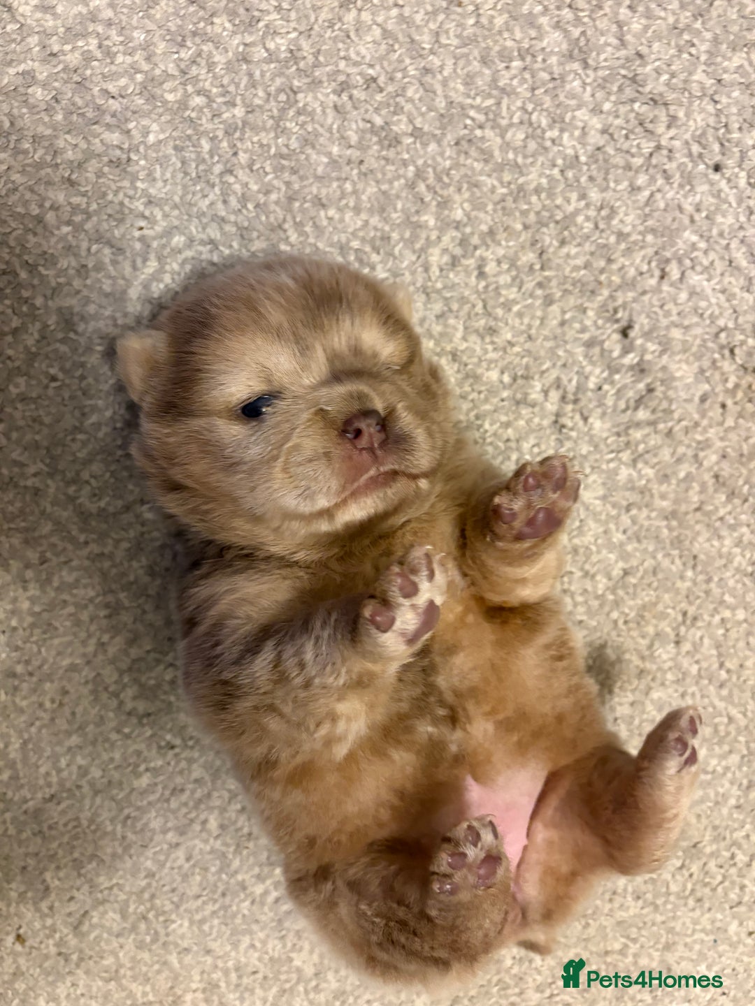 Chow Chow dogs for sale: Lesley Chow  - Advert 8