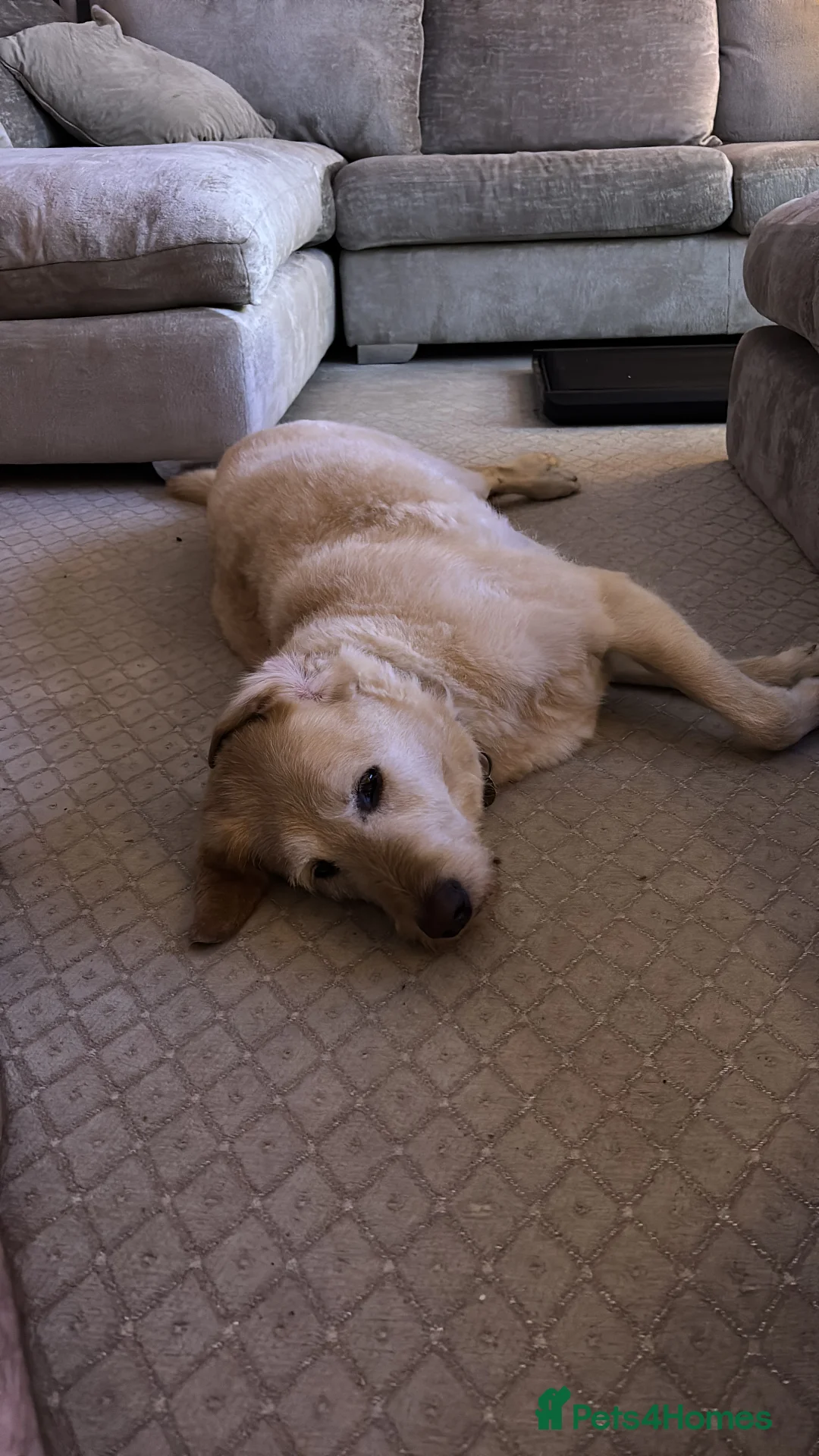 Labrador Retriever dogs for sale: Harry the Labrador - Advert 11