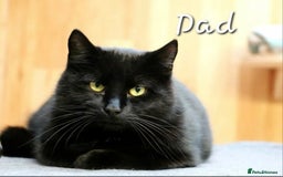 British Shorthair cats for sale: BSH kittens 💙🖤 - Image 17