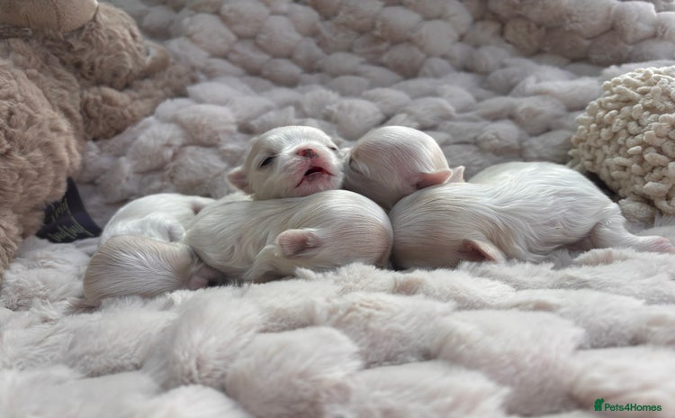 Maltese dogs - Advert 1
