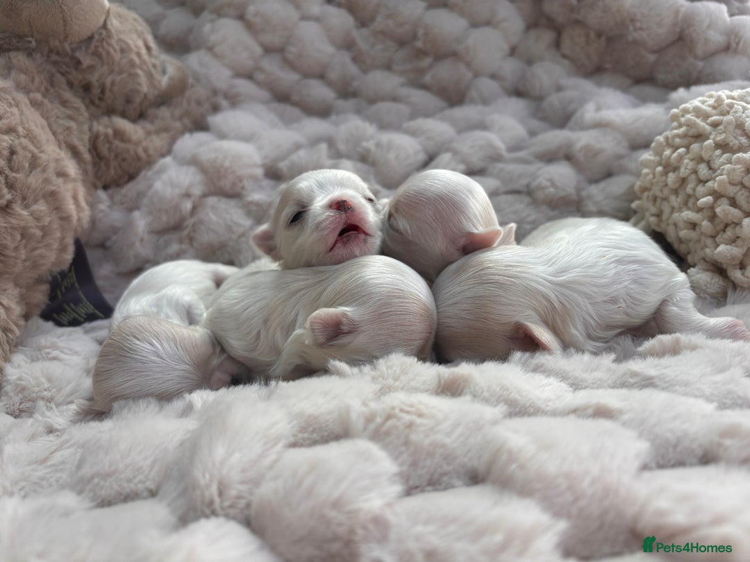 Maltese dogs for sale: ✨💫Tiny Exquisite Bambelina Maltese 💫✨ - Image 2