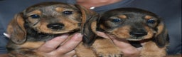 Dachshund dogs for sale: Ready now Wire haired standard x miniture puppy’s  - Advert 18