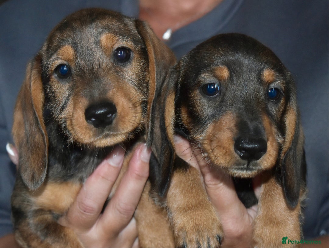 Dachshund dogs for sale: Ready now Wire haired standard x miniture puppy’s  - Advert 18