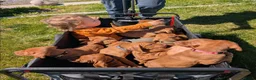 Hungarian Vizsla dogs for sale: Vizsla Puppies Looking for Their Forever Homes 🐾 in Saint Asaph - Advert 3