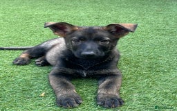 German Shepherd dogs for sale: gorgeous kc reg working blood line German Shepard  - Image 31