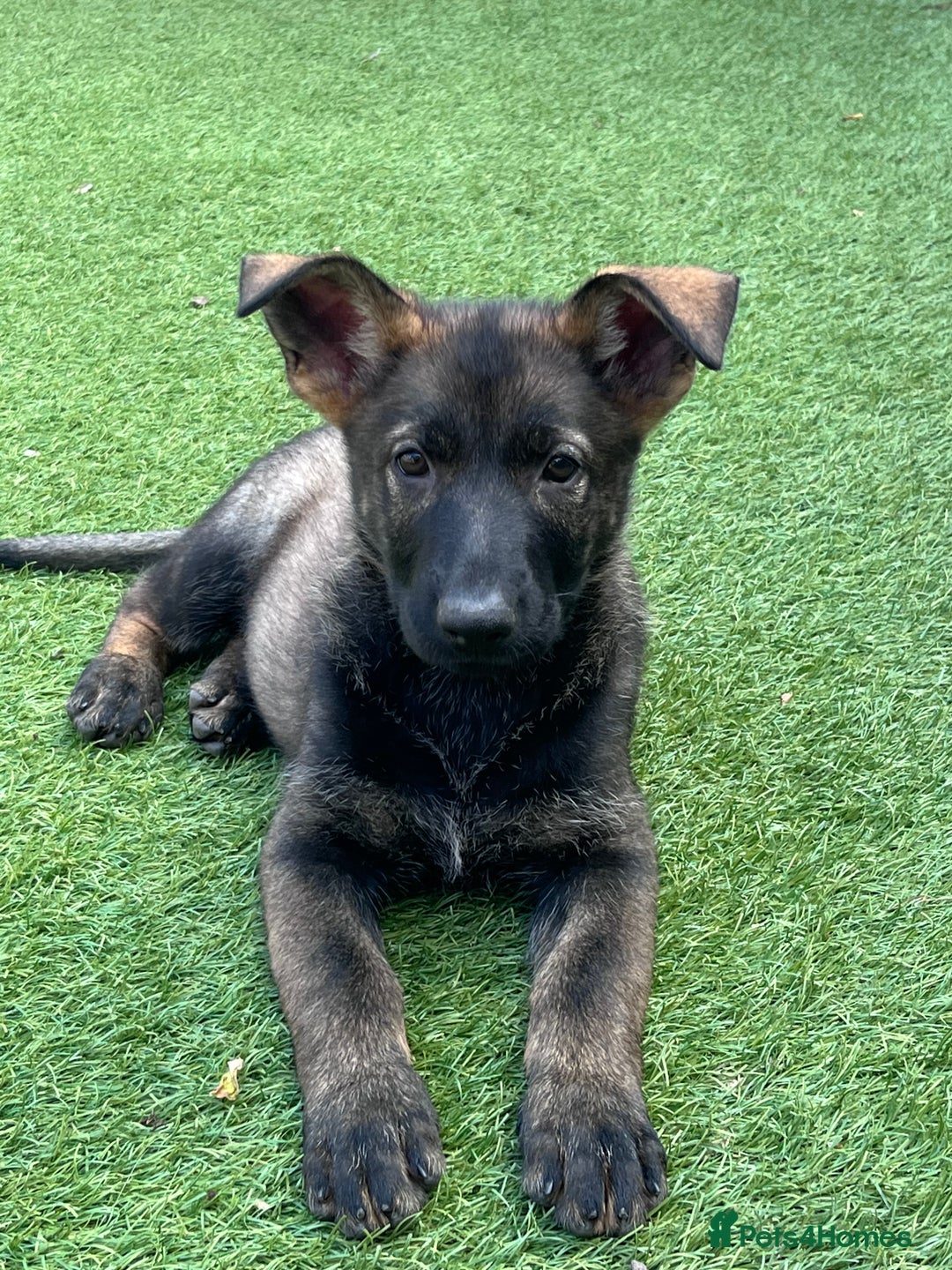 German Shepherd dogs for sale: gorgeous kc reg working blood line German Shepard  - Image 31