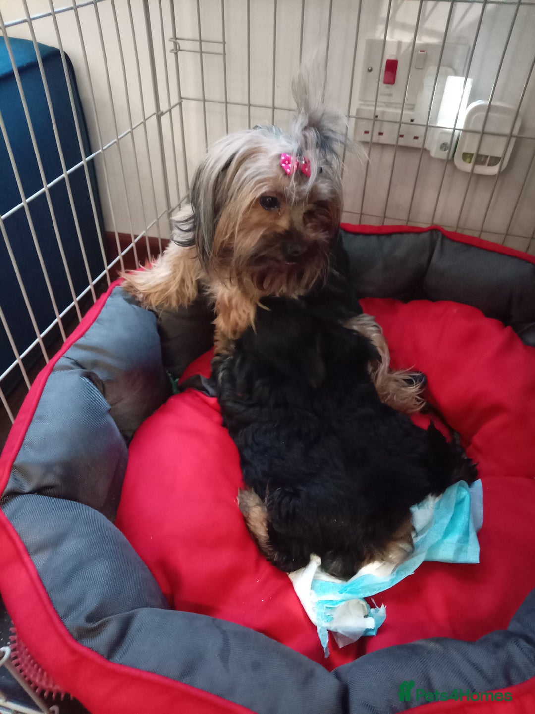 Chorkie dogs for sale: Two amazing Yorkie boys - Advert 2