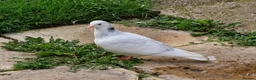 Pigeons birds for sale: White Tumbler baby pigeon for sale - Advert 3