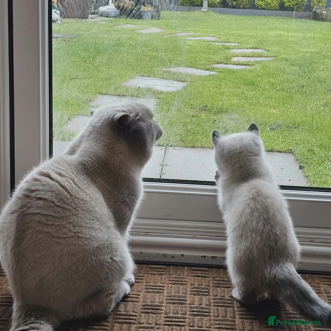 British Shorthair cats for sale: Beautiful BSH Colourpointed Male, GCCF reg. - Advert 2