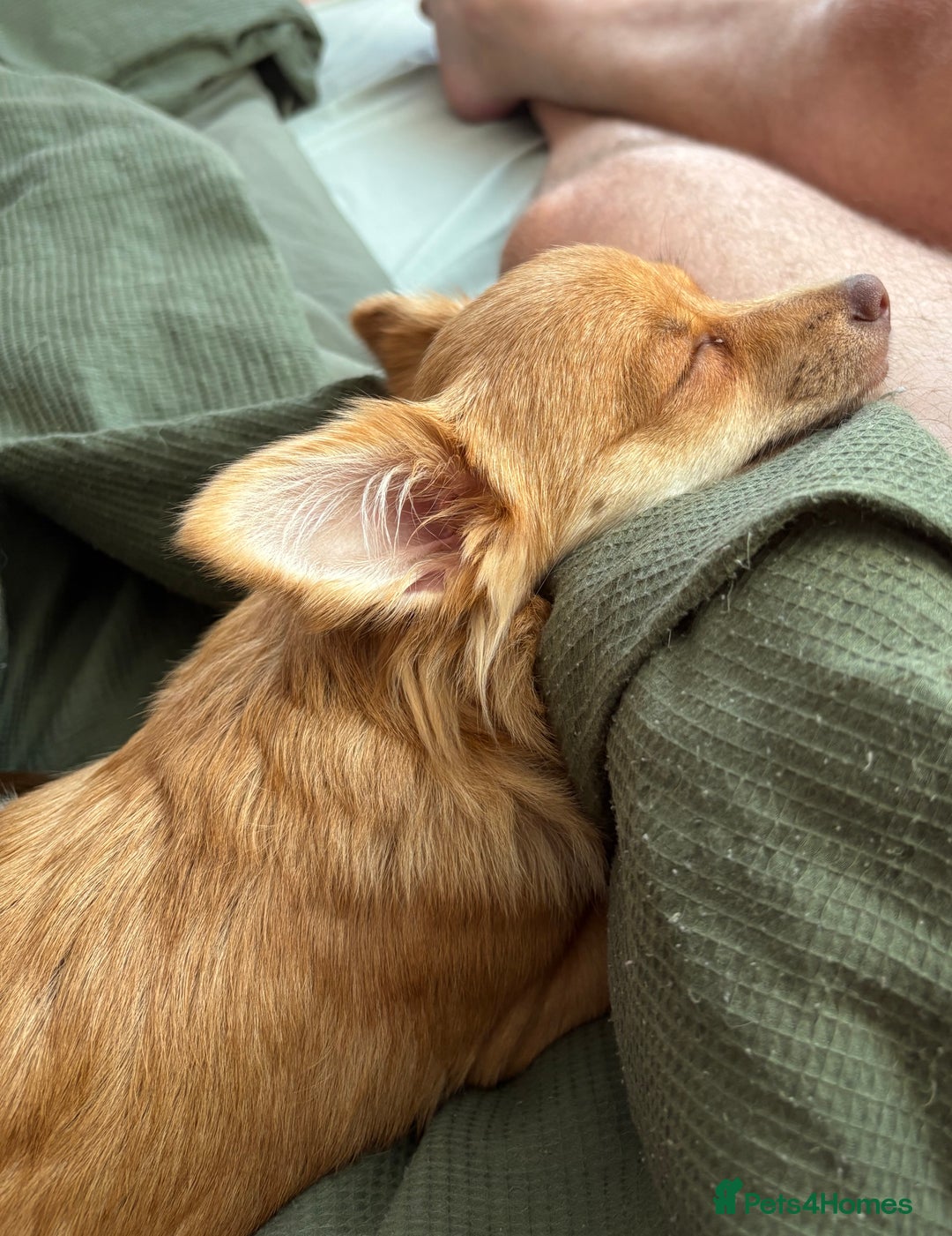 Pomchi dogs for sale: Female Pomchi  - Image 3