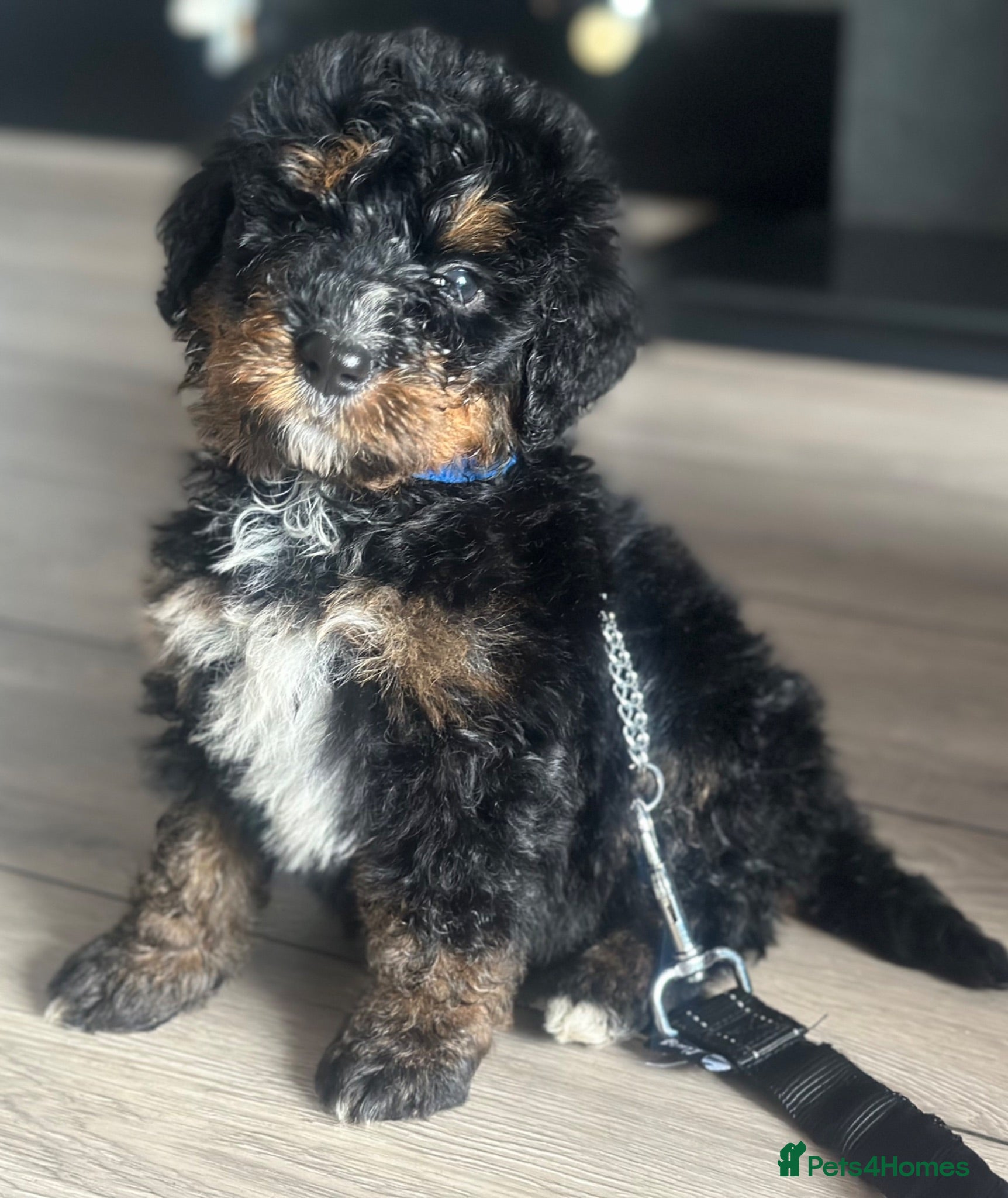 Bernedoodle dogs standard F1 Bernadoodles 1 tri boy 4 b/w girls - Advert 1