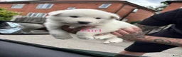 Utonagan dogs for sale: Husky x Alaskan malamute  - Advert 7