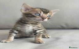 Bengal cats for sale: Bengal boy ready for reservation  - Image 8