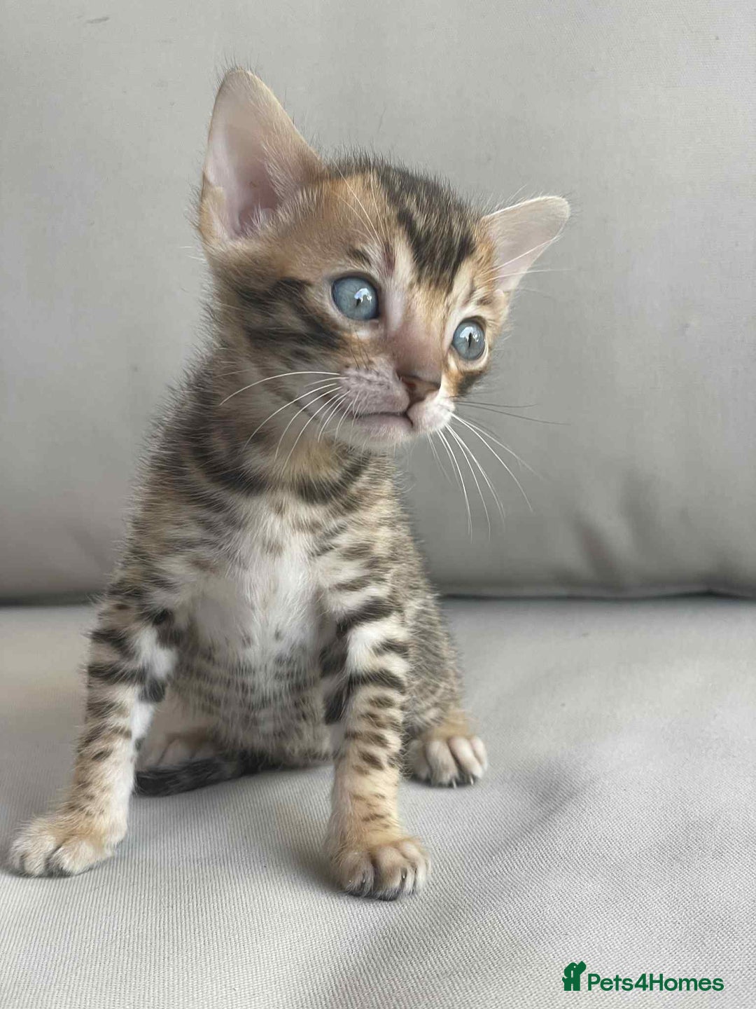 Bengal cats for sale: Bengal boy ready for reservation  - Image 8