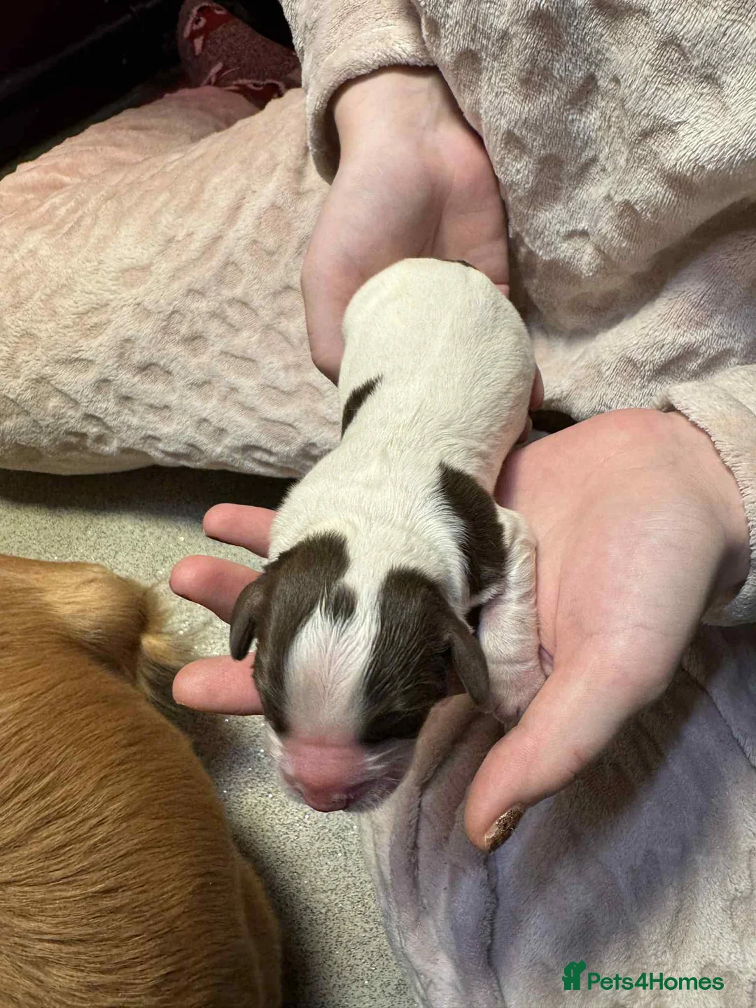 Cocker Spaniel dogs for sale: 1 BLACK MALE LEFT. Working cocker spaniel KC reg  - Advert 17