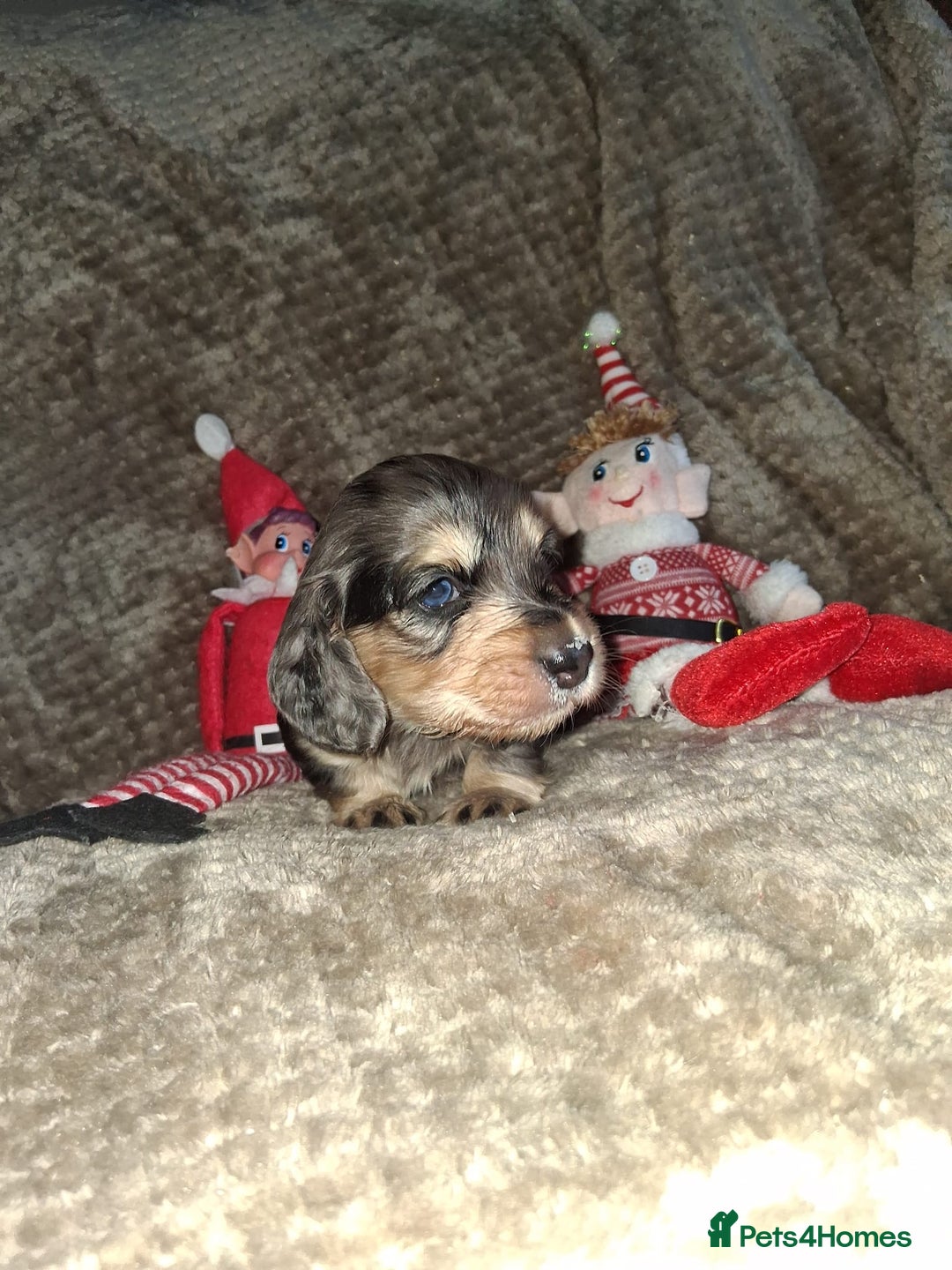 Miniature Dachshund dogs for sale: Miniature Long-Haired Dachshund - Advert 24