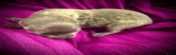 Chihuahua dogs for sale: Tiny stunning Russian Chihuahua’s   - Advert 9