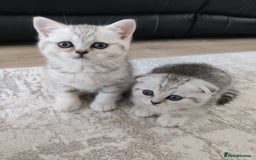 Scottish Fold cats for sale: Beautiful Scottish fold kittens  - Image 11