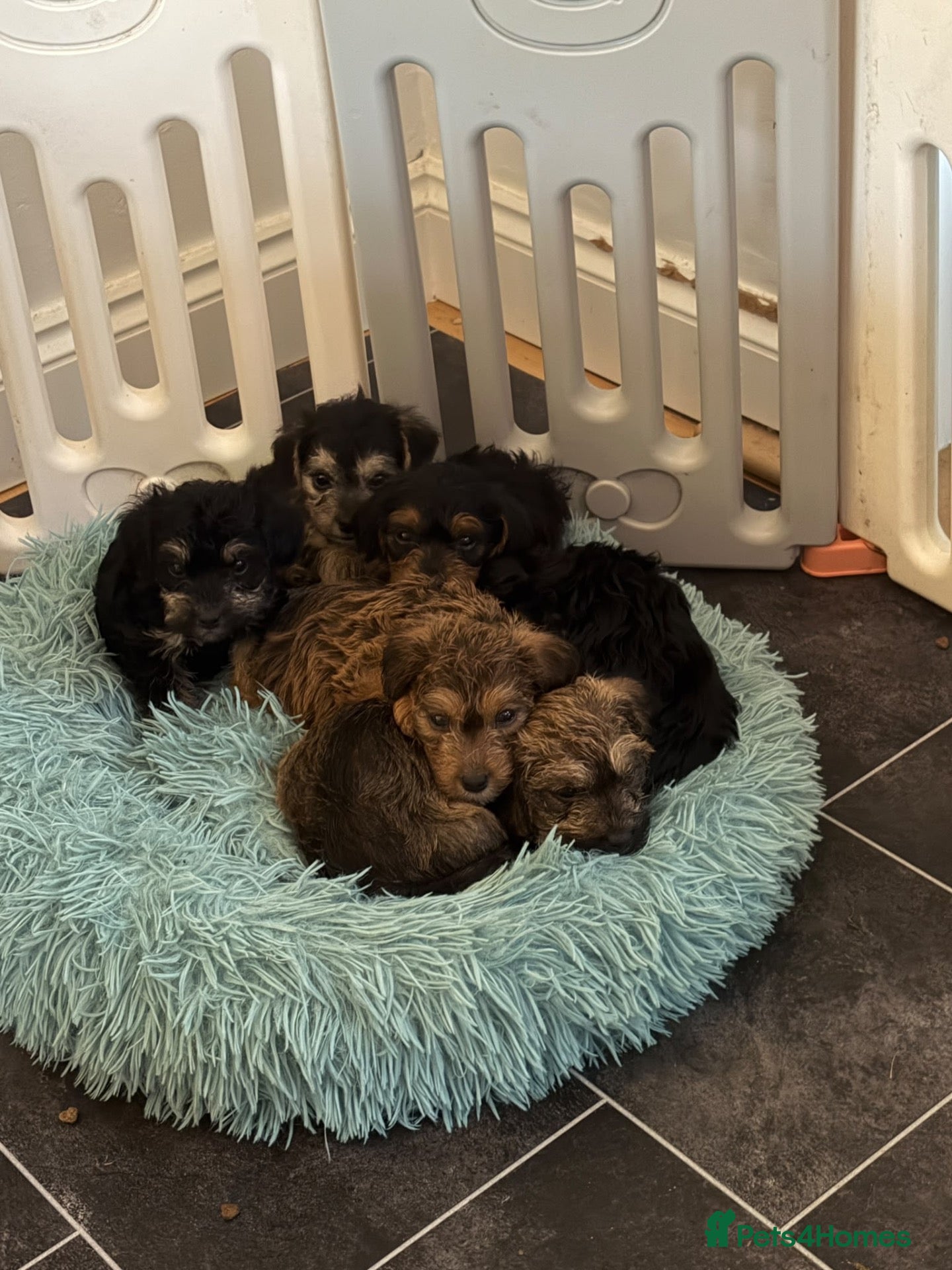 Mixed Breed dogs Beautiful F1 Jackapoos  - Advert 6