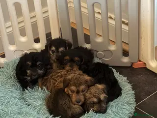 Mixed Breed dogs Beautiful F1 Jackapoos - Advert 1