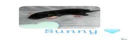 Rat rodents for sale: Baby Dumbo Rats  - Advert 16