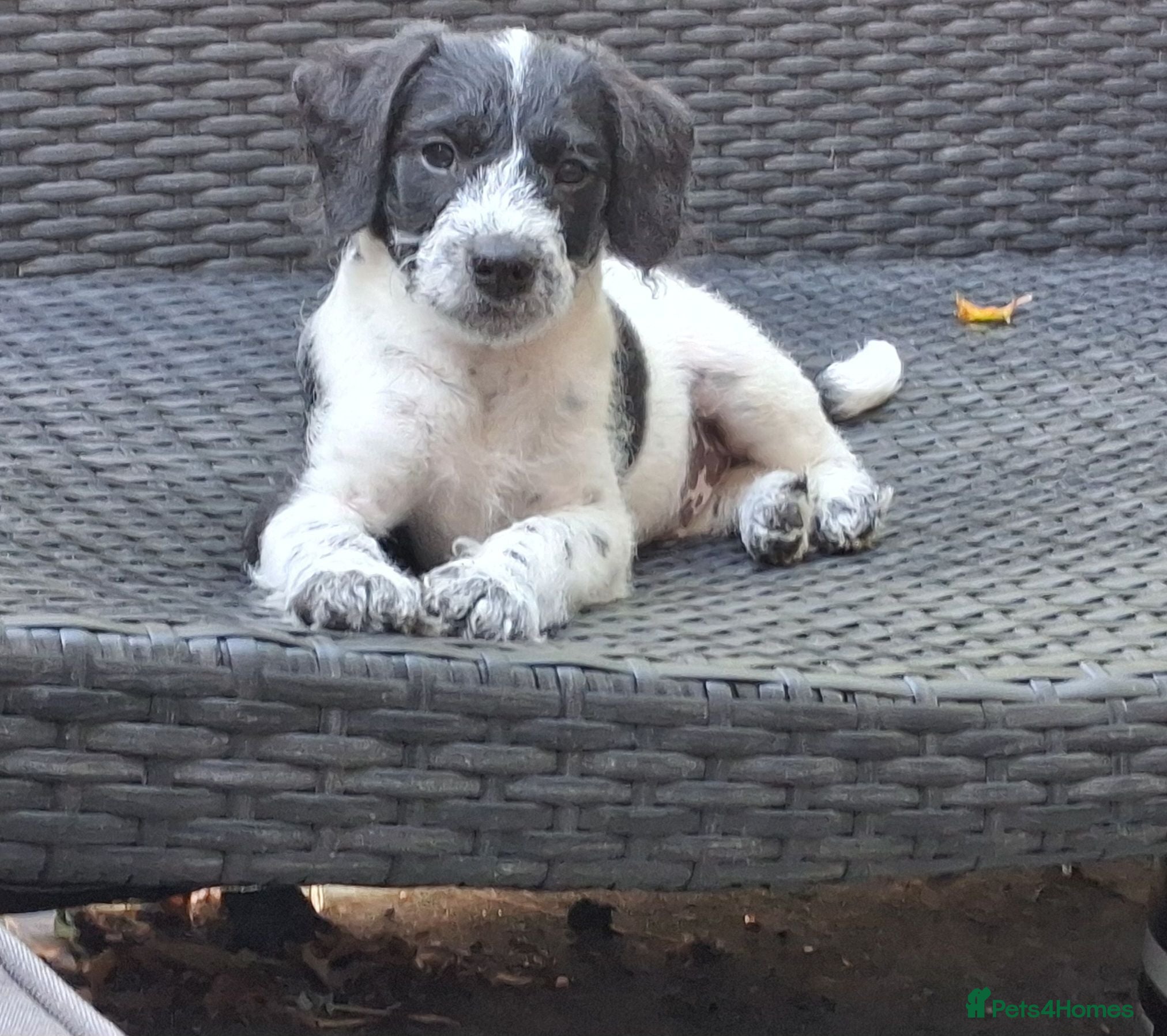 Chipoo dogs Two boys READY TO LEAVE miniature poodle cross  - Advert 1