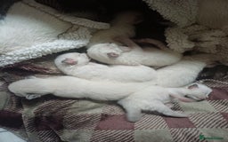 Ragdoll cats for sale: Ragdoll Kittens for Sale - Image 14