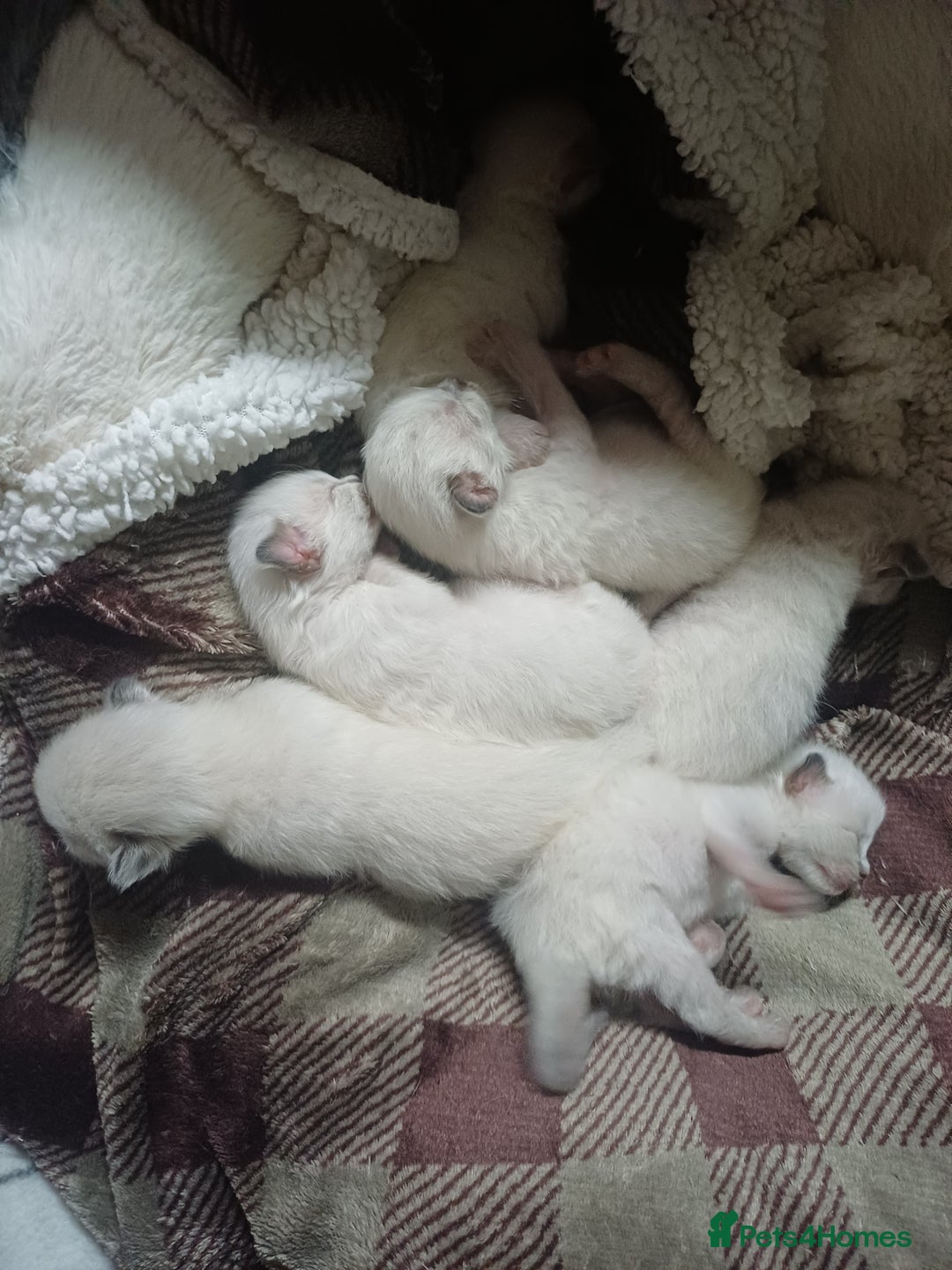 Ragdoll cats for sale: Ragdoll Kittens for Sale - Image 14