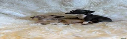 Italian Greyhound dogs for sale: ✨ KC Registered Italian Greyhound puppies ✨ - Advert 12
