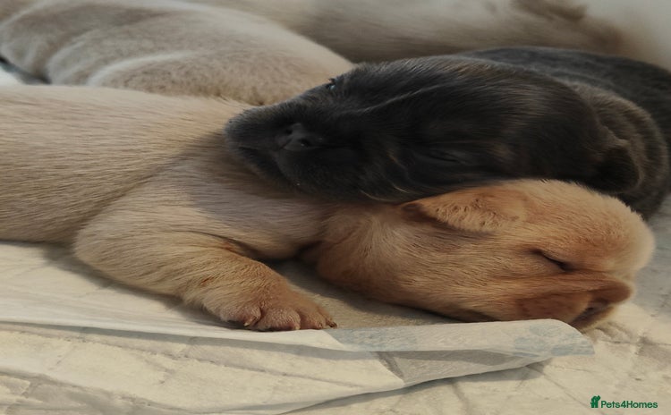 French Bulldog dogs - Advert 12