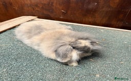 Mini Lion Lop rabbits for sale: Stunning coloured mini lion lops - Image 7