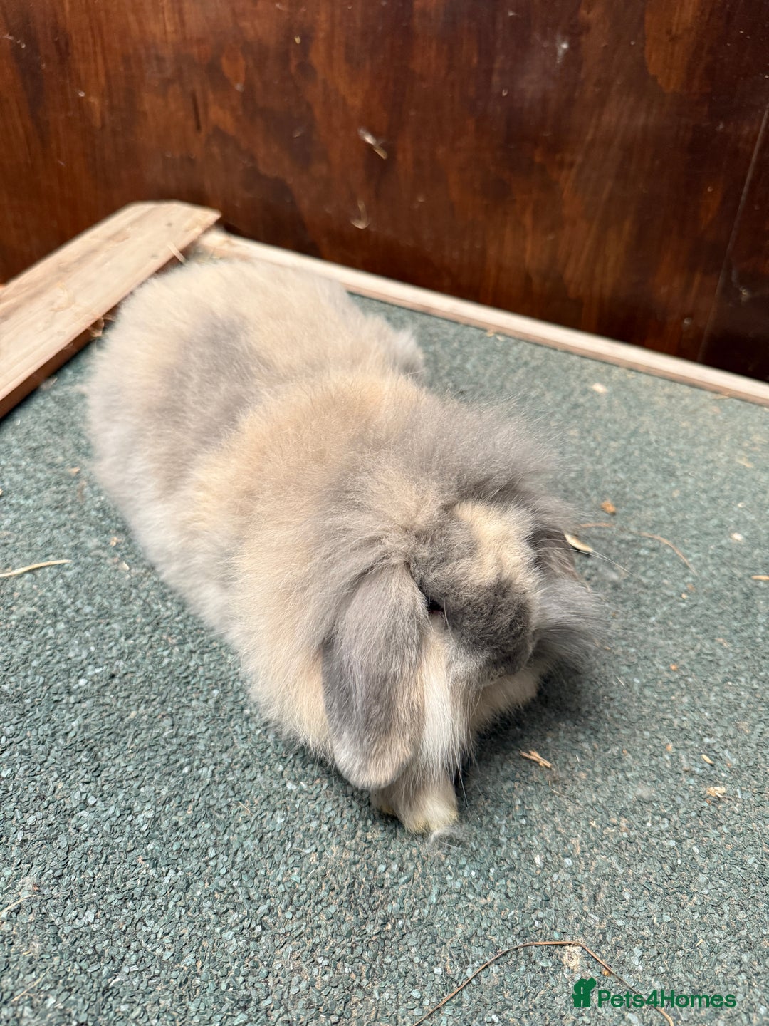Mini Lion Lop rabbits for sale: Stunning coloured mini lion lops - Image 7