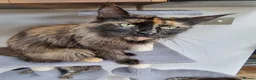Maine Coon cats for sale: Maine Coon kittens ready to go  - Advert 1