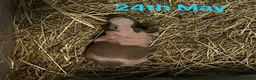 Guinea Pig rodents for sale: Skinny Pig Boars  - Advert 5