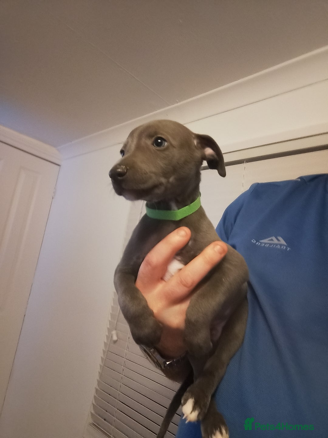 Whippet dogs for sale: Gorgeous blue whippets  - Image 4