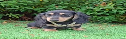 Dachshund dogs for sale: Stunning Long Coat Miniature Dachshund - Advert 7
