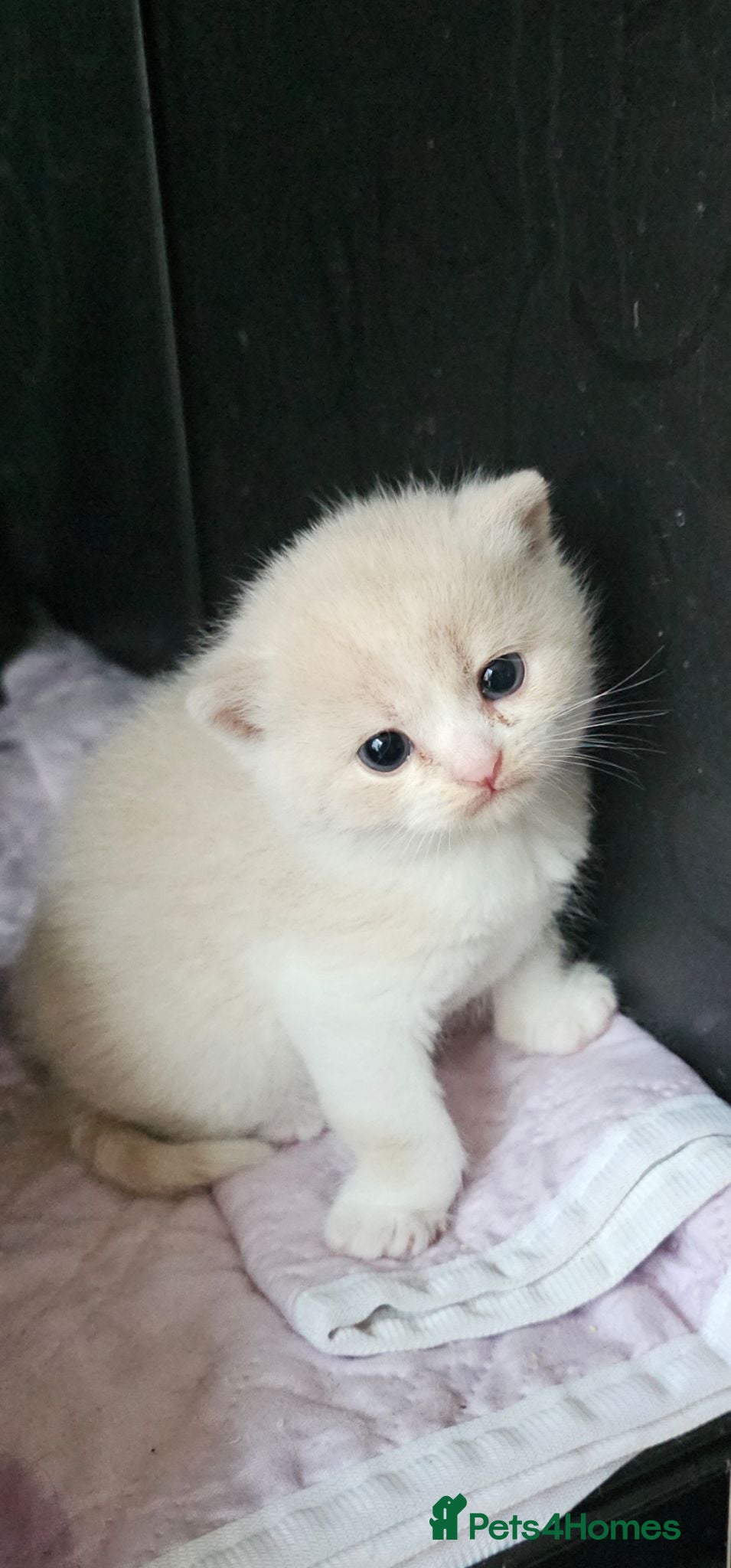 British Shorthair cats GCCF/TICA registered beautiful litter - Advert 1