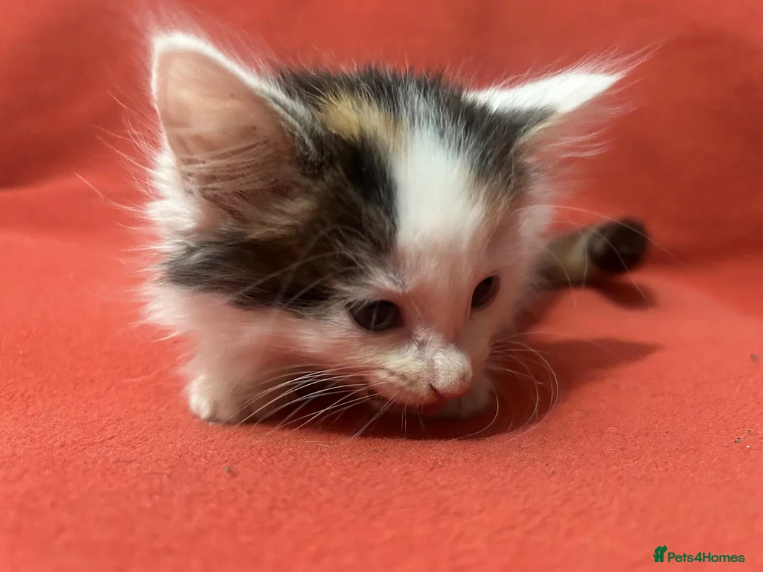 RagaMuffin cats for sale: Kittens for sale  - Advert 17