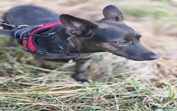 Mixed Breed dogs for adoption: 💖🐶 BUNIA 🐶💖 - Image 8