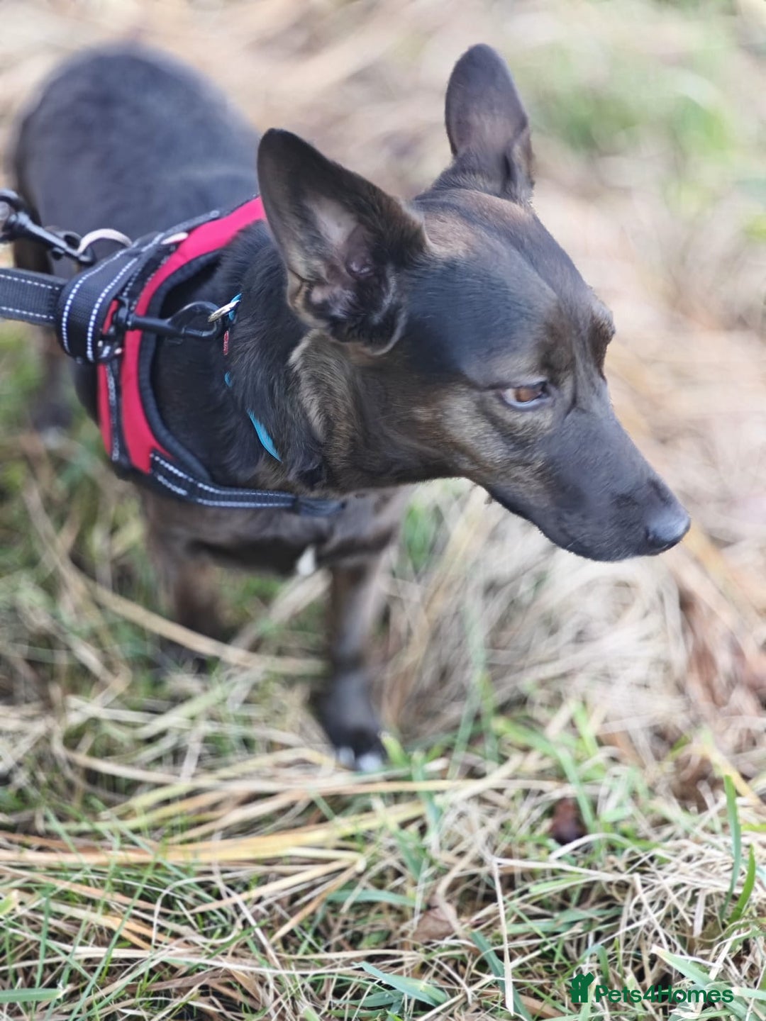 Mixed Breed dogs for adoption: 💖🐶 BUNIA 🐶💖 - Image 8