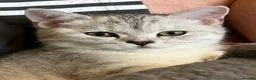 British Shorthair cats for sale: *Ready* 2 White & Grey British Short Hair Kittens  - Advert 6