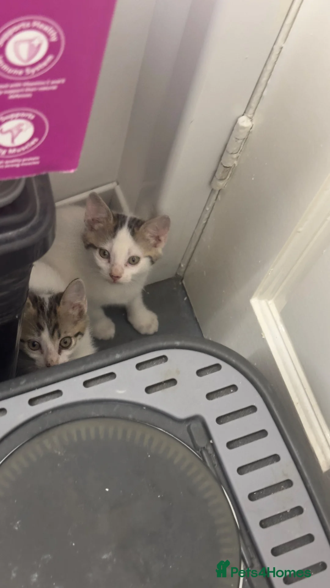 Mixed Breed cats for sale: Beautiful Siberian Mix Kitten – Friendly & Healthy in Wednesbury - Advert 2