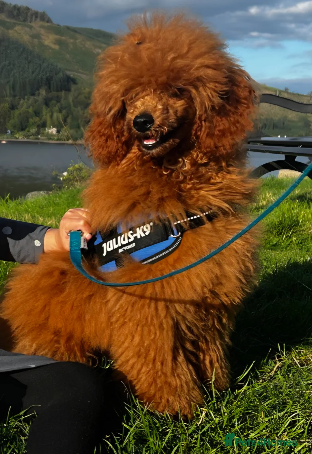 Toy Poodle dogs for stud: Stud only - Advert 1