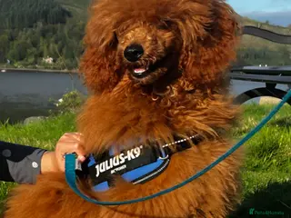 Toy Poodle dogs Stud only - Advert 2