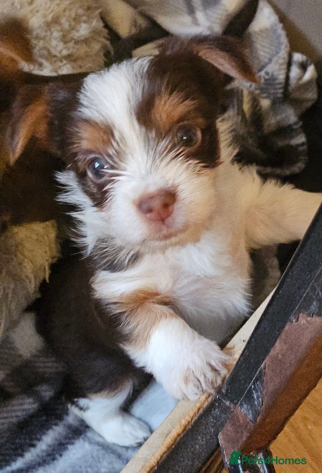 Yorkshire Terrier dogs for sale: 🤎 DNA tested parents 🤎 1 girl, 1 boy - Advert 1