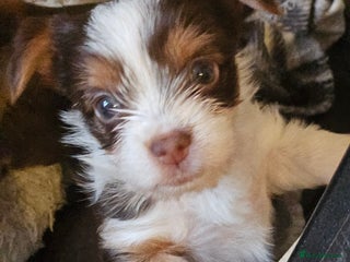 Yorkshire Terrier dogs 🤎 DNA tested parents 🤎 1 girl, 1 boy - Advert 3