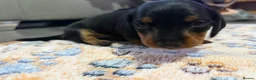 Miniature Dachshund dogs for sale: Ready for there forever homes this Thursday - Advert 28