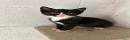Mixed Breed cats for sale: Kittens for sale - Advert 9