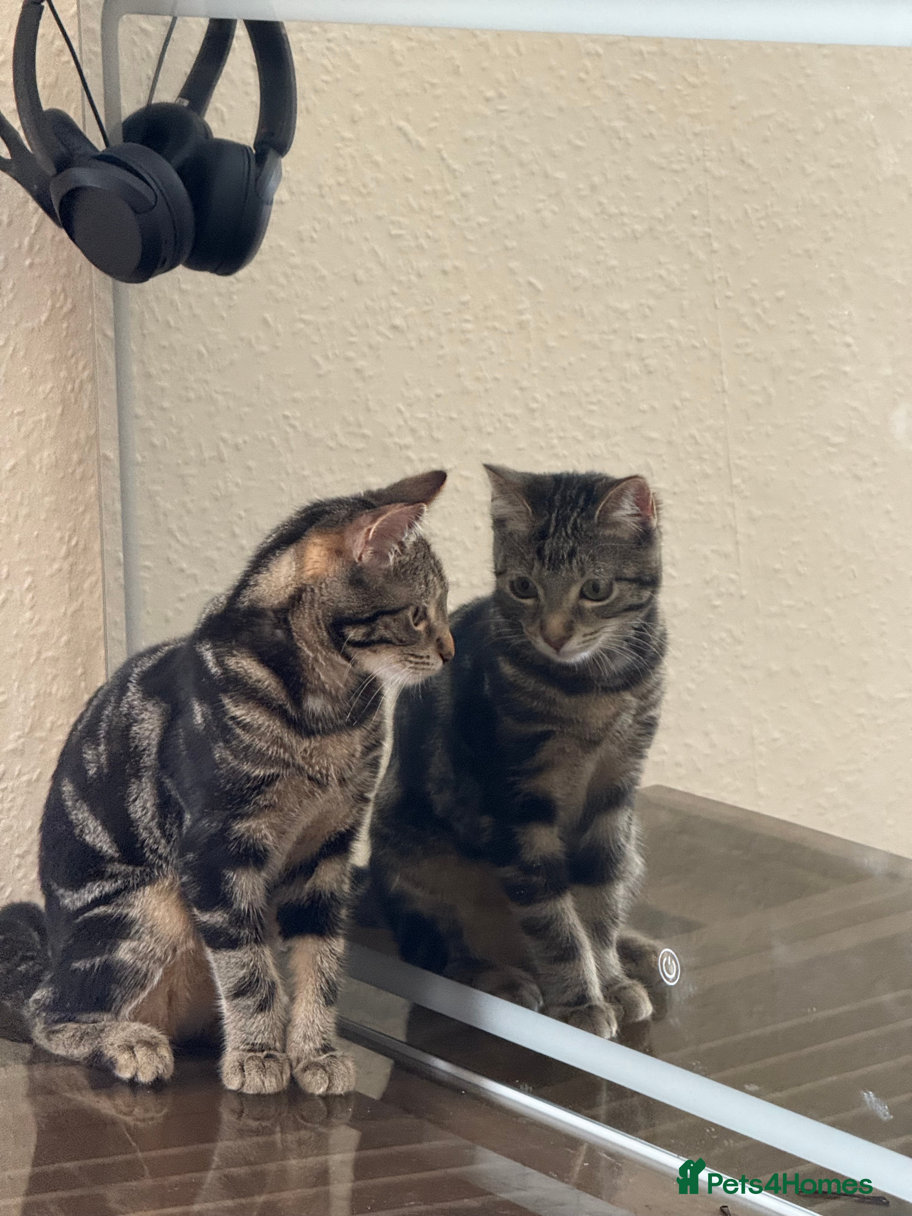 Domestic Shorthair cats for sale: Domestic shorthair need gone ASAP  - Advert 3